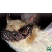 گونه خفاش سروتین آناتولی Anatolian Serotine 